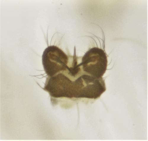 Tasiocera murina